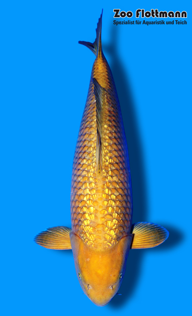 1185-95072_g