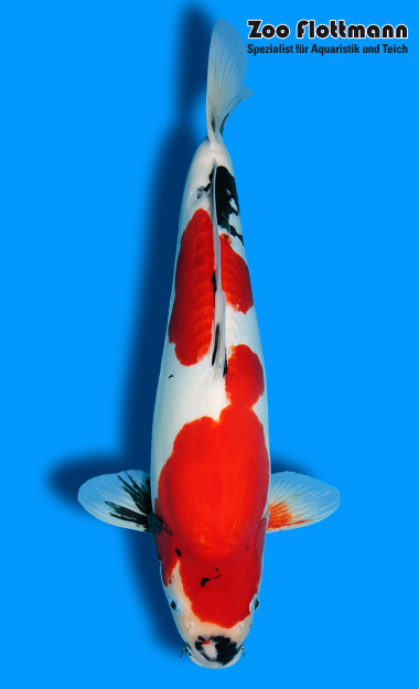 _ild3228_g