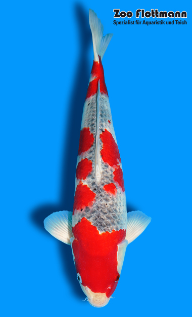 _ild3230_g