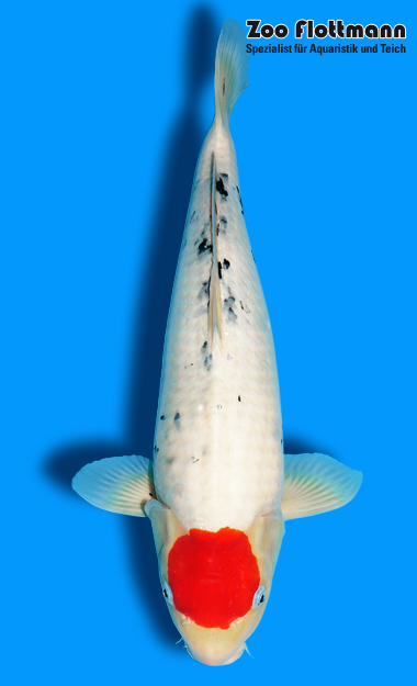 _ild3232_g