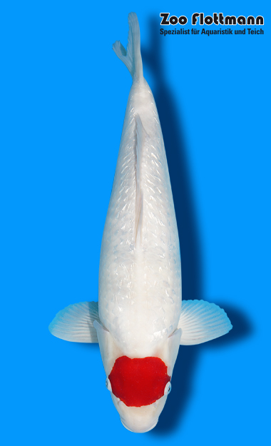 _ild3236_g