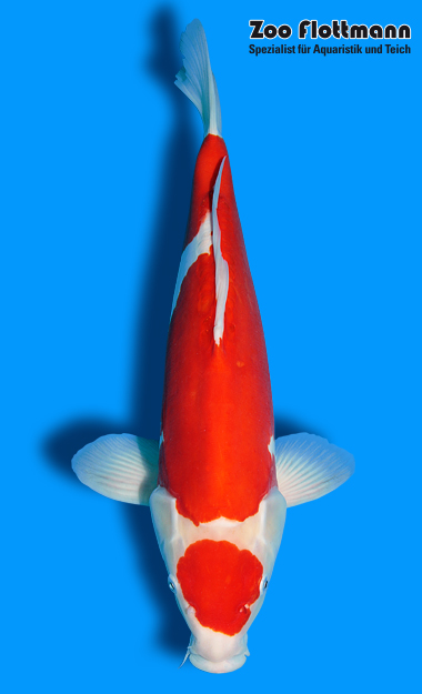 _ild3240_g