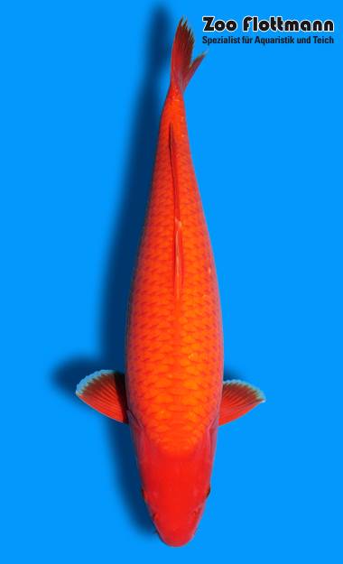 _ild3243_g