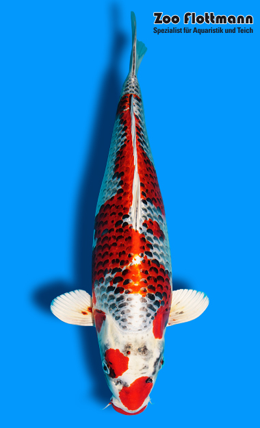 _ild3247_g