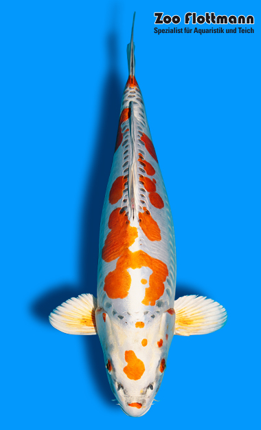 _ild3253_g