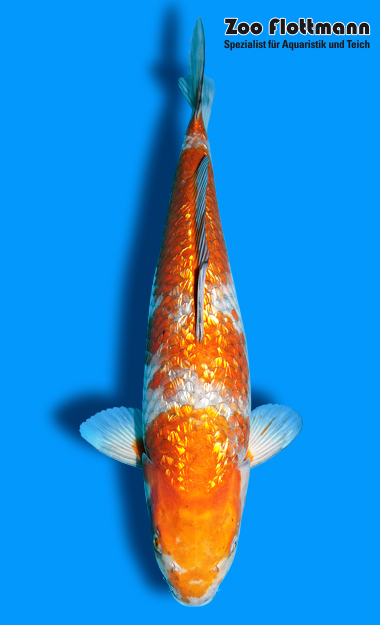_ild3262_g