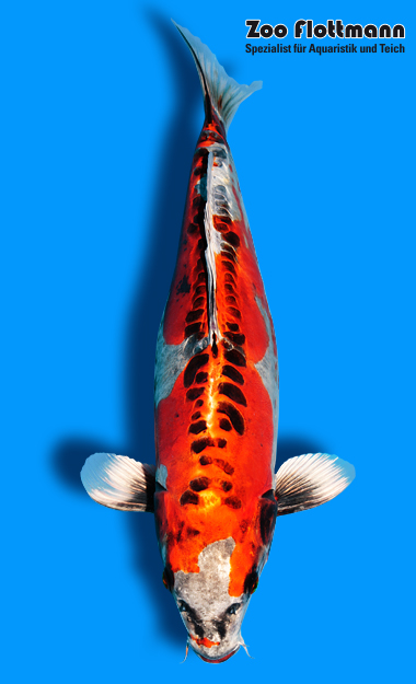 _ild3266_g