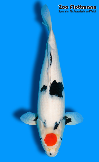 _ild3270_g