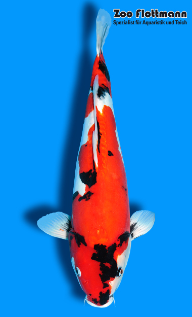 _ild3273_g