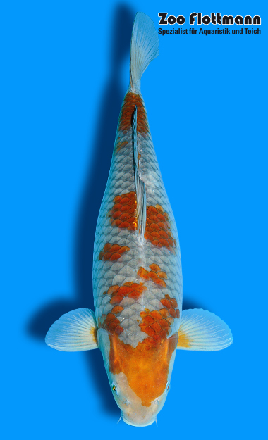 _ild3277_g