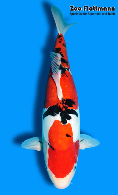 _ild3283_g