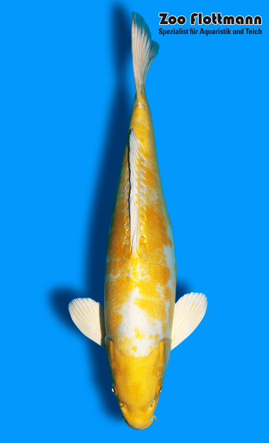 _ild3286_g