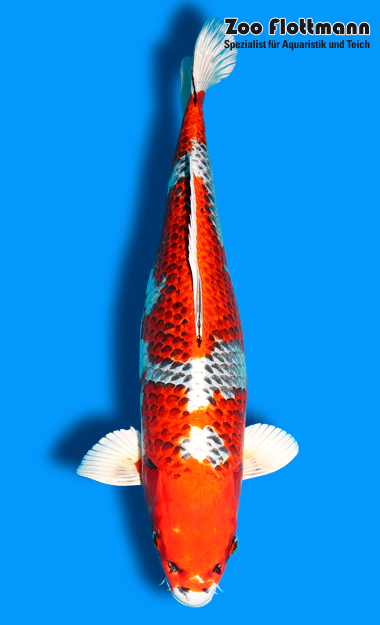 _ild3291_g