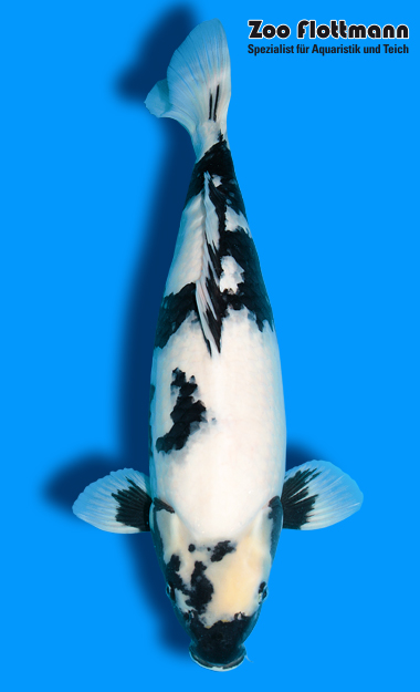 _ild3302_g