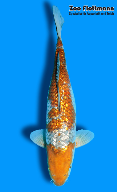 _ild3305_g