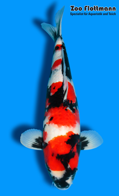 _ild3309_g