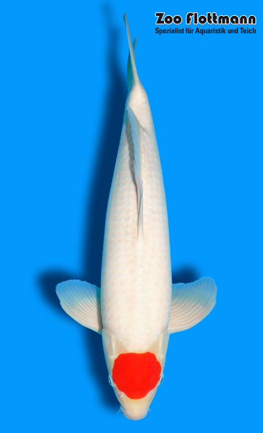 _ild3313_g