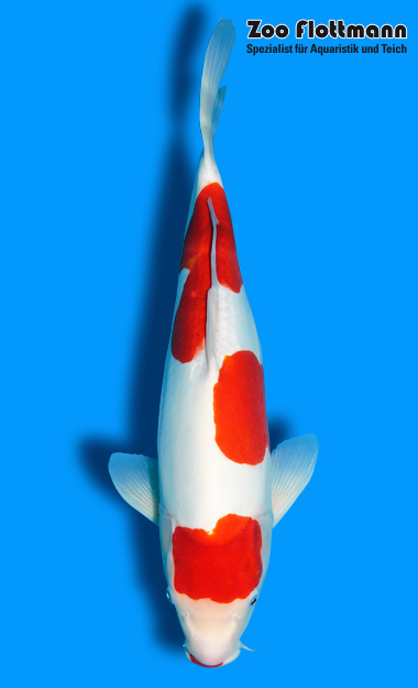 _ild3317_g