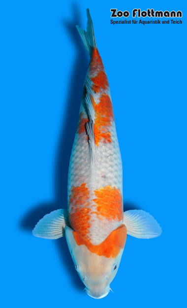 _ild3321_g