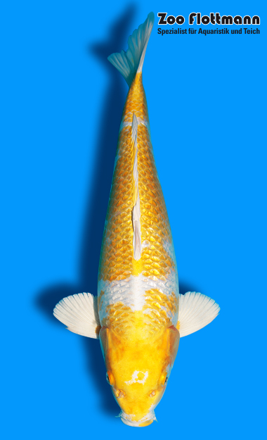 _ild3324_g