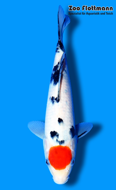 t17_g