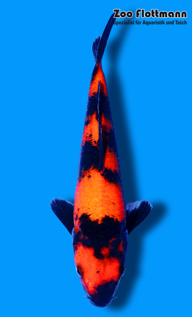 t35_g
