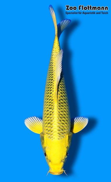 t61_g