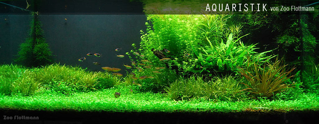 Aquaristik und Aquascaping